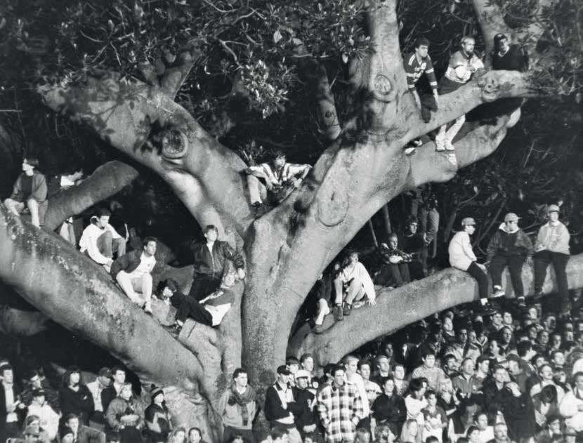 An archival photograph of spectators perched in the branches of the Oval’s fig tree, with a crowd gathered below