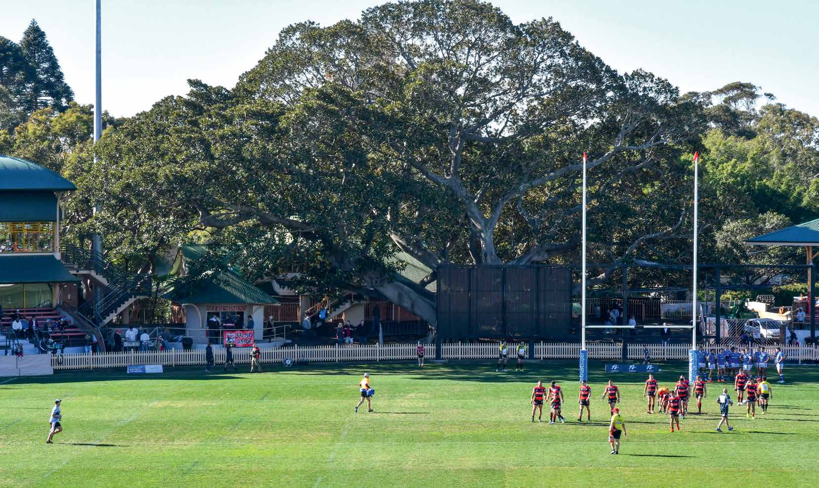 Rugby league at North Sydney Oval beneath the Moreton Bay fig tree, from the book’s draft pages